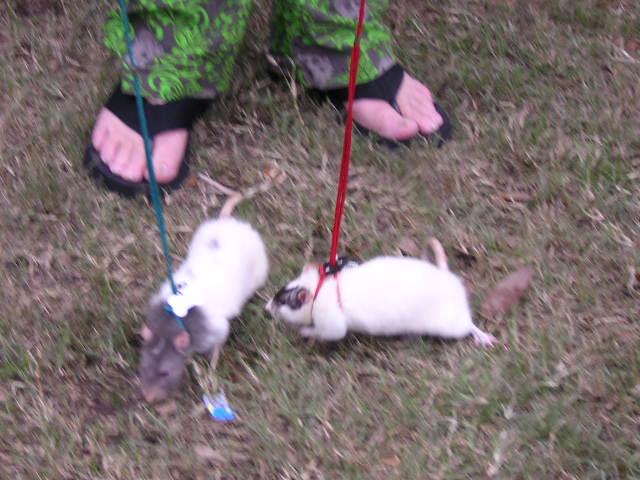rats on leashes