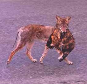 coyote-eating-cat1_t620.jpg
