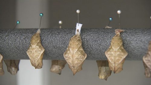 Pupae hung by their pins with care.