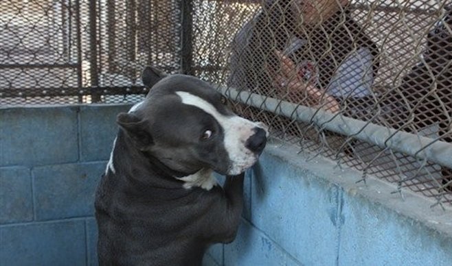 Pit bull that killed infant will be put to sleep this weekend. (Photo: El Mexicano)
