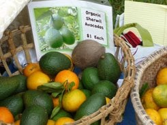 Avocados in Kona, Hawaii